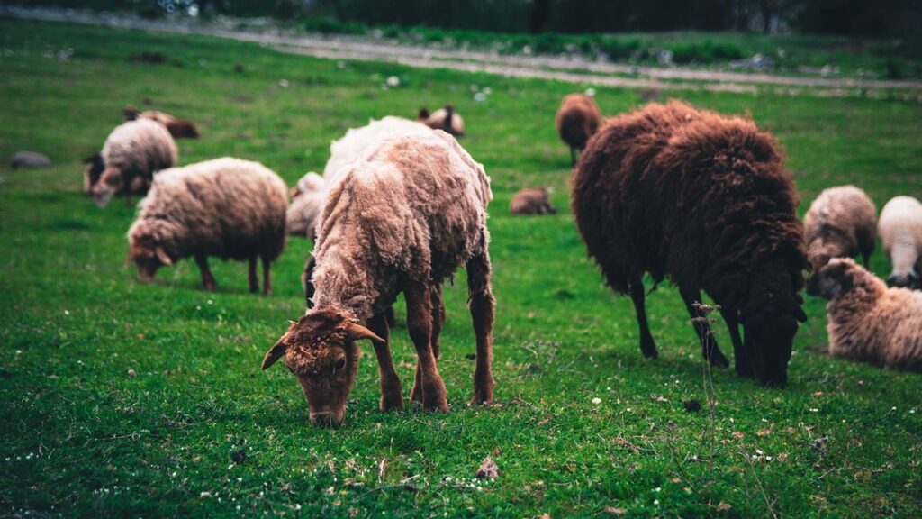 All About Farm Animals!