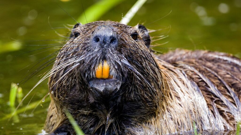 English Teacher Melanie: Canada Fun Fact #3 – The Beaver is Our National Animal…and We Eat Beaver Tails!