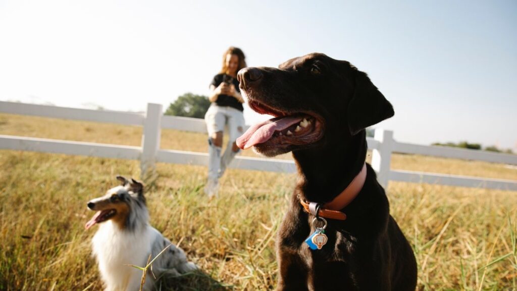 English Teacher Melanie: English Phrases & Expressions with ‘Dog’