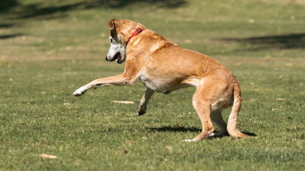 English Vocabulary: Idioms with “Dog”