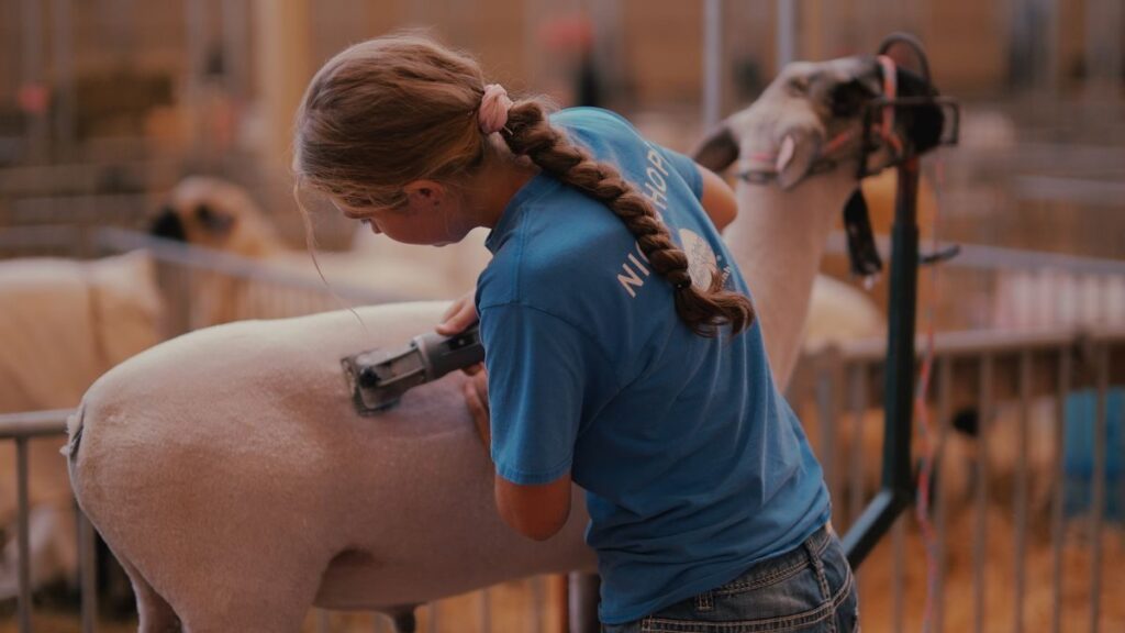 Reading – The Royal Agricultural Winter Fair!
