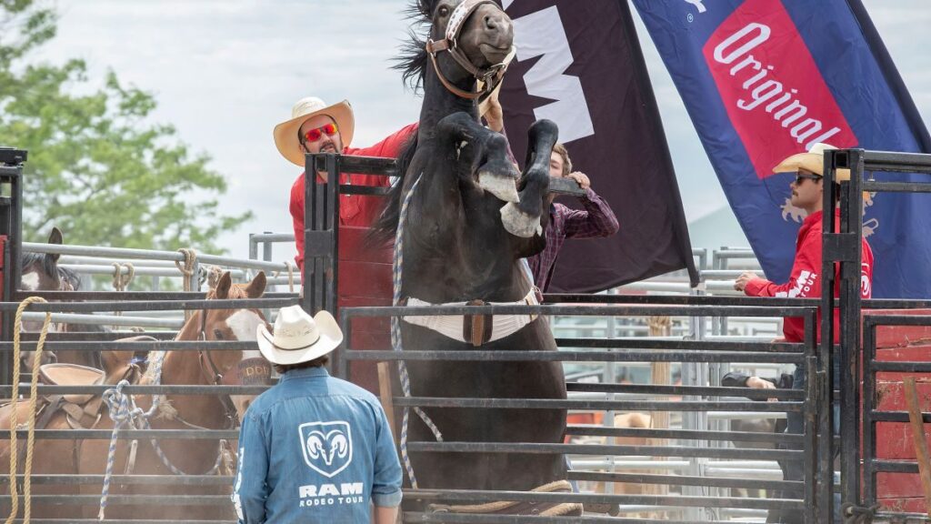 Yahoo! It’s time for the Calgary Stampede!